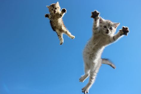 Love these ninja like jumping cats Jumping Cat, Flying Cat, Ninja Cats, Dancing Cat, Funny Cat Videos, Beautiful Cats, Cat Photo, Crazy Cats, Cat Pics