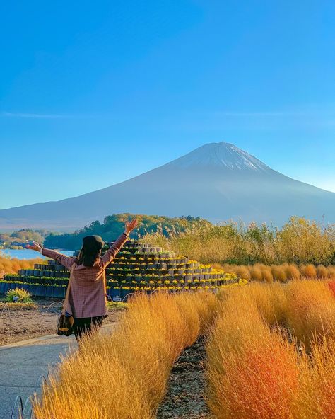 🍁Ōishi Park offers a picturesque setting where you can see beautiful flowers and kochia plants during autumn, with the stunning backdrop of Lake Kawaguchi-ko and the majestic Mt. Fuji🗻 Surrounding Lake Kawaguchiko, you'll find numerous attractions and the annual autumn leaves festival is not to be missed! Check out this year’s festival info below ⬇️ 🍁Fuji Kawaguchiko Autumn Leaves Festival #富士河口湖紅葉祭り 📍Main Event Spot: Lake Kawaguchi Maple Corridor #もみじ回廊 📆2024 Oct 26 ~ Nov 20 ⏰9AM ~ 7... Kochia Plants, Lake Kawaguchiko, Mt Fuji, Main Event, Autumn Leaves, Beautiful Flowers, This Year, Lake, Festival