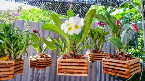 Best Orchid Pots: Beginner's Buying Guide - Brilliant Orchids Diy Orchids, Hanging Orchid, Orchid Pots, Orchid Plant Care, Raised Planter Boxes, Orchid Planters, Types Of Orchids, Diy Planter Box, Orchid Plant