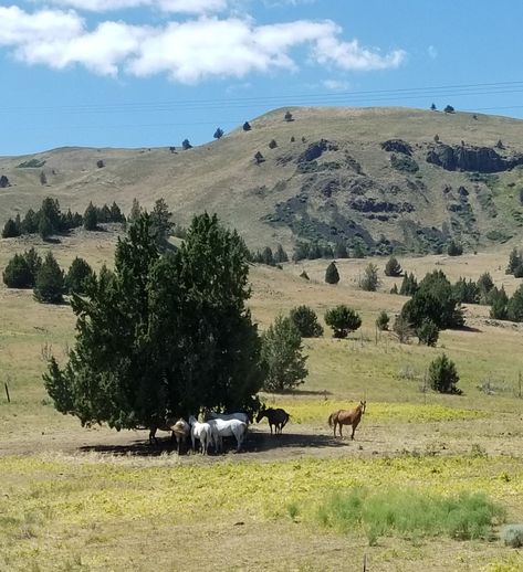 Horses captured in Maupin & Antelope Oregon. High Desert, Wild West, Oregon, Country Roads, Horses, Natural Landmarks, Road, Photography, Travel