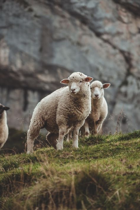 white sheep on green grass during daytime photo – Free Animal Image on Unsplash Wool Products, Merino Sheep, Animals Images, Animal Prints, Green Grass, Art Studies, Farm Animals, Love Art, Mammals