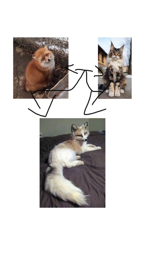 Cat and a fox with arrows pointing to a cat and fox hybrid Fox Hybrid, Fox, Dogs