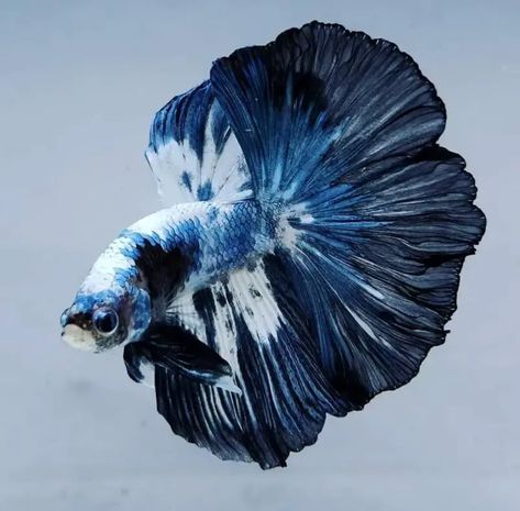 Half Moon Beta Fish, Sealife Photography Ocean Life, Beta Fish Types, Beta Fish Photography, Pretty Betta Fish, Black Beta Fish, Beta Fish Aesthetic, Betta Fish Aesthetic, Fish Side View