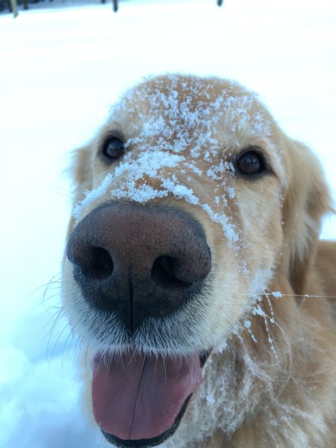 Dogs In Snow Funny, Photoshoot Snow, Dogs In Snow, January Pictures, Winter Photo Shoot, Snow Humor, Dog Snow, Winter Pics, Snow Dog