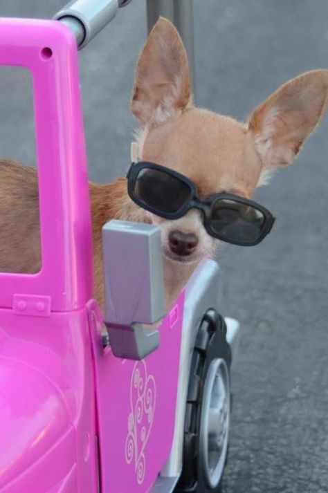 get in loser, we're going shopping! Pet Taxi, Get In Loser, Going Shopping, Funny Animal Photos, Cute Chihuahua, Wearing Sunglasses, Silly Dogs, Silly Animals