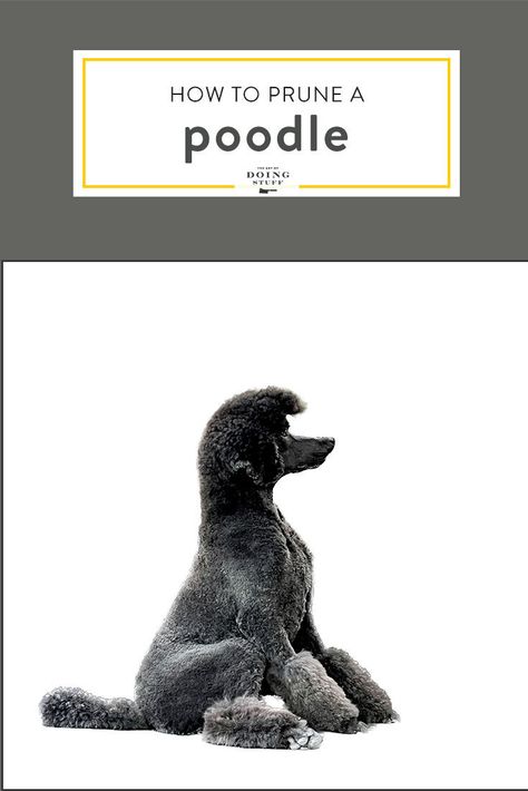 How to prune a poodle. An introduction to grooming a poodle for the amateur (like me) home groomer. Find out what's involved, how long it takes and how to break it down so they aren't on the table getting groomed for hours and hours. https://www.theartofdoingstuff.com/an-introduction-to-pruning-a-poodle/ Trimming Dog Nails, Poodle Hair, Poodle Haircut, Poodle Cuts, Dog Poodle, Cast Iron Tub, Standard Poodles, Excess Hair, Dog Nails