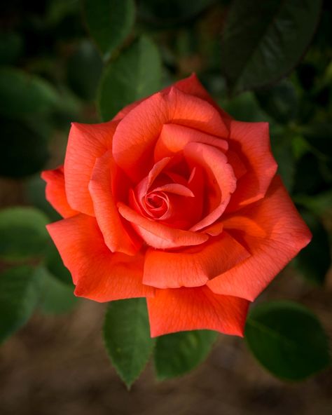 Rose Garden Design, Rose Pictures, Pretty Roses, Beautiful Flowers Wallpapers, Memorial Garden, Orange Roses, Beautiful Rose Flowers, Tea Roses, Flowers Nature