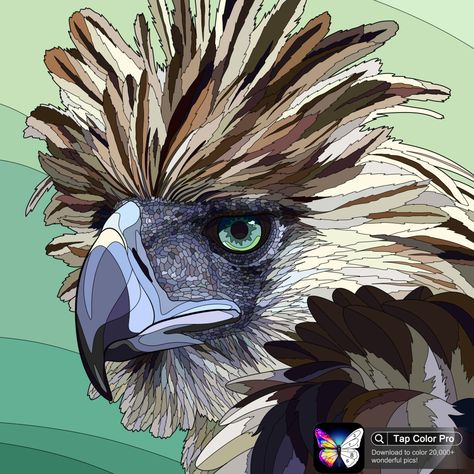 Philippine Eagle, Wedge Tailed Eagle, Eagle Artwork, Eagle Vector, Eagle Drawing, Spiderman Drawing, Eagle Tattoos, Eagle Art, Eagle Tattoo