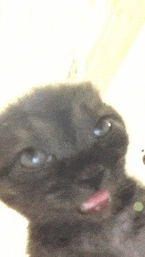 Sleepy Meme, Sleep Gif, Angry Gif, Angry Meme, Cat Mem, Sleep Meme, Sleeping Gif, Cat Animated, Hello Gif