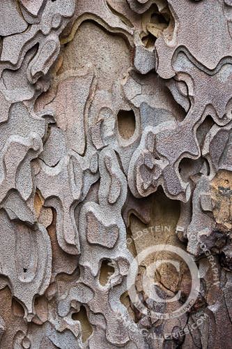 The Transformative Power of Fire » JMG-Galleries - Landscape ... Ponderosa Pine Tree, Cool Textures, Tree Tattoo Art, Pine Tree Art, Tree Bark Texture, Pine Bark, Pine Tree Tattoo, Ponderosa Pine, California Wall Art