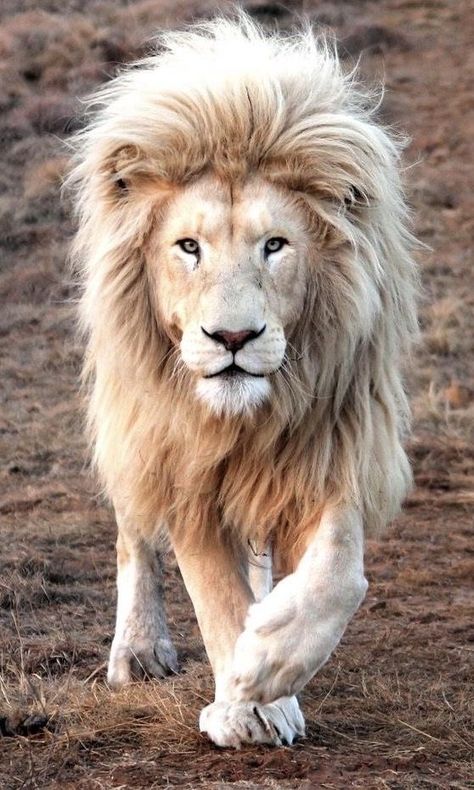 Lion Kings, Aesthetic Animals, Animal Anime, Tattoo Lion, Lion King Baby, Wild Animals Photography, Lion Photography, Wild Lion, Lions Photos