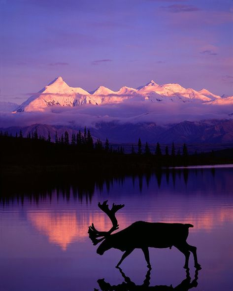 Caribou Antlers, Alaskan Malamute Puppies, Alaska Pictures, North American Wildlife, Image Nature, Denali National Park, A Deer, Pretty Places, Pandora Jewelry