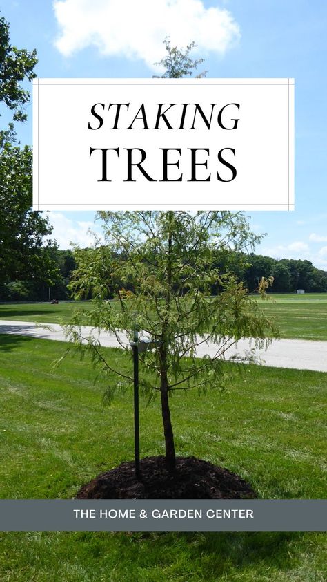 Is it necessary to stake trees when planting them?  It depends… How To Stake New Trees, Tree Stakes, Ornamental Trees, Garden Tips, Small Trees, Garden Center, Gardening Tips, Planting, Home Garden