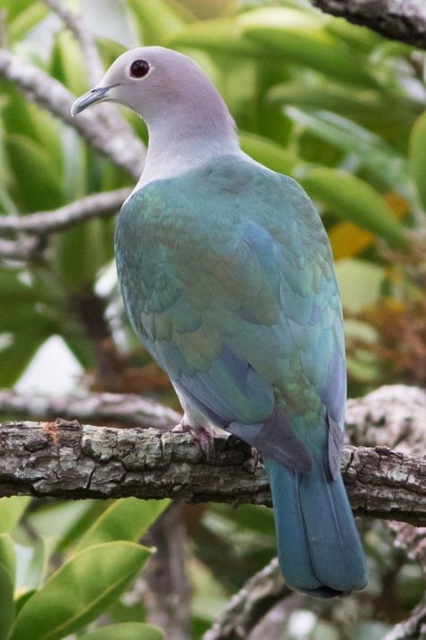 Ducula aenea, Green Imperial Pigeon. Stately large pigeon, range extending from Nepal, southern India and Sri Lanka eastwards to southern China, Indonesia and the Philippines. An arboreal dove, feeding on plant material in the tree canopy. Its flight is fast and direct, with the regular beats and an occasional sharp flick of the wings. They are not very gregarious, but will form small flocks. Very vocal, with a wide repertoire: most common call is a throaty “rrruh-RUOOHH.” Pigeon Breeds, Tree Canopy, The Philippines, Wildlife Photography, Pigeon, Flocking, Sri Lanka, Nepal, Parrot