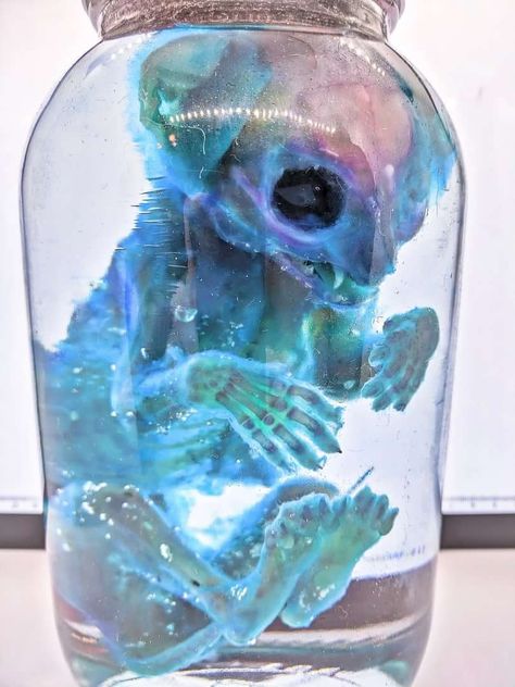 Diaphonization Aesthetic, Animal Xray, Diaphonized Specimens, Wet Specimen Taxidermy, Evil Mermaids, Futurism Art, Wet Specimen, Taxidermy Art, Vulture Culture