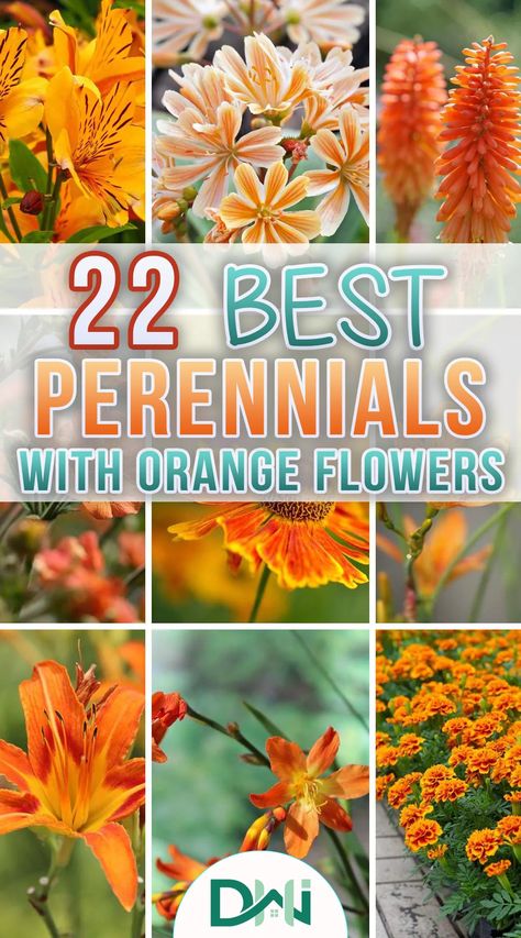 Orange Perinneals, Red Yellow Orange Flower Garden, Orange Perennial Flowers, Orange Dalia, Orange Perennials, Orange Flowers Garden, Orange Flower Names, Orange Flowering Plants, Cheap Gardening