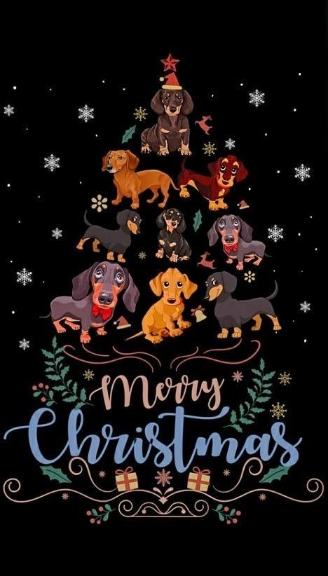 Merry Christmas Dachshund, Dachshund Merry Christmas, Meery Christmas, Merry Christmas Gif, Merry Christmas Images, Merry Christmas Wishes, Dachshund Christmas, Animated Christmas, Christmas Gif