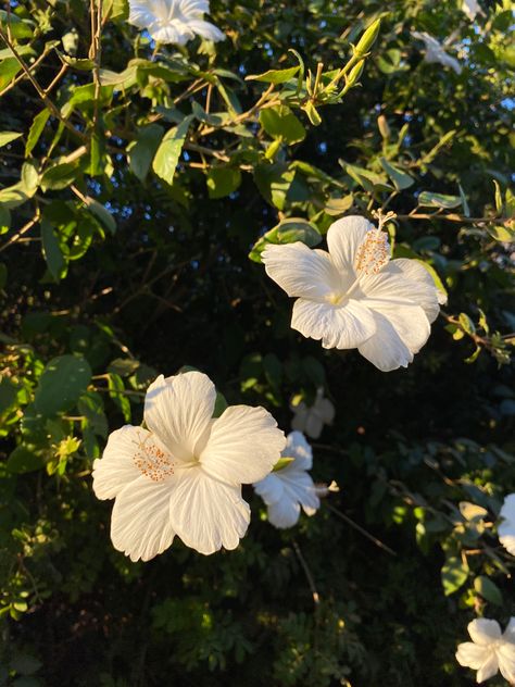 stunning white hibiscus tree at sunset Italy Flowers Aesthetic, White Hibiscus Flower Aesthetic, Flower Beach Aesthetic, Flowers Vision Board, Summer White Aesthetic, Flower Summer Aesthetic, Tropicalcore Aesthetic, Hibiscus Flower White, White Summer Aesthetic