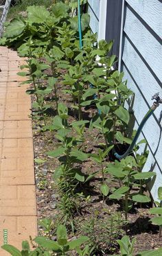 Milkweed Garden, Raising Monarch Butterflies, Common Milkweed, Raising Butterflies, Monarch Butterfly Garden, Butterfly Garden Plants, Back From The Brink, Butterfly Habitat, Milkweed Plant