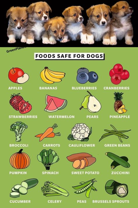 What To Add To Dog Food, Dog Friendly Vegetables, Green Bean Dog Treats, Dog Safe Vegetables, Raw Diet For Dogs, Can Dogs Eat Carrots, Organic Cat Food, Dog Diet Plan, Dog Meals