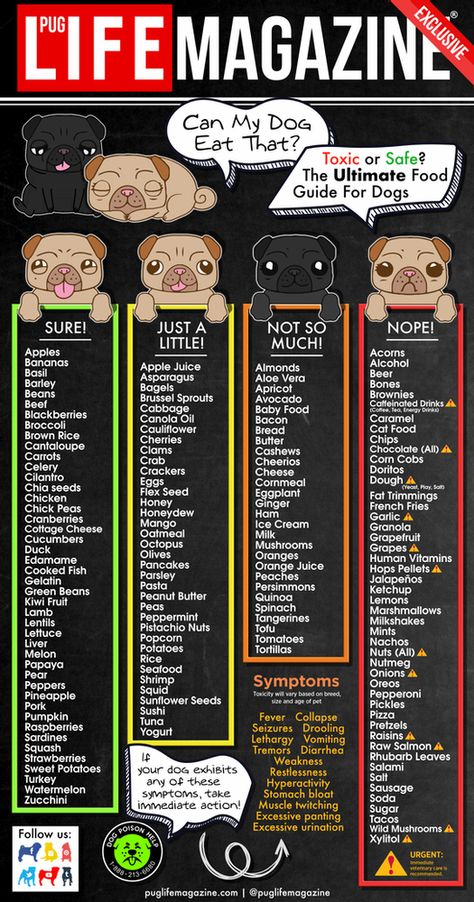 List Of What Dogs Can And Cant Eat, Printable List Of Toxic Foods For Dogs, Best Dog Food Toppers, Lick Mat Recipes Cat, Homemade Dog Food For Dogs With No Teeth, Coconut Oil For Dogs How To Use, What Can Dogs Eat And Not Eat, Puppy Food Ideas, Food Dogs Can Have