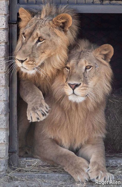 Lions Kept As Pets Dumped On The Streets When They Got Too Big Group Of Lions, Pet Lion, Dog Wellness, Cat Travel, Wildlife Sanctuary, Animal Stories, Wildlife Animals, Large Animals, Pet Parent