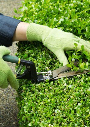 Live Topiary, Gardening Scissors, Pruning Shrubs, Holly Shrub, Pruning Plants, Trimming Scissors, Holly Bush, Box Wood Shrub, Garden Scissors