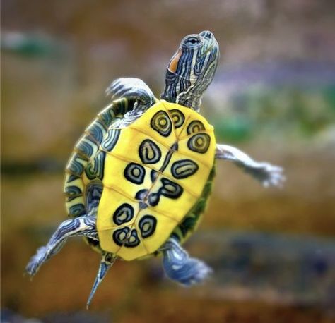 A Turtle, Swimming, Yellow, Black