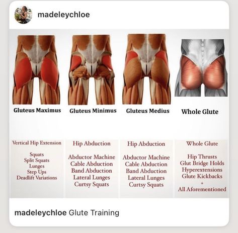 Types Of Glute Exercises, Target Glute Muscles, How To Grow Gluteus Medius, Glute Medius Kickbacks At Home, Glute Muscle Diagram, Glute Muscle Chart, Different Glute Muscles Target, How To Gain Glute Muscles, Glute Diagram