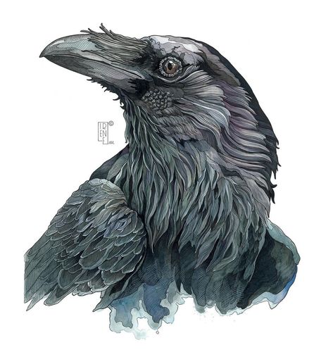 Irene Meniconi | Animal watercolor artist | “Raven” 50 x 70 cm Watercolor, ink, markers, colored pencils and gouache on paper. Private collection ⭐️ Limited edition available in… | Instagram Watercolor And Ink Animals, Raven Watercolor Paintings, Color Pencil Art Nature, Raven Ink Drawing, Irene Meniconi Art, Irene Meniconi, Birds Reference, Raven Watercolor, Watercolour Wildlife