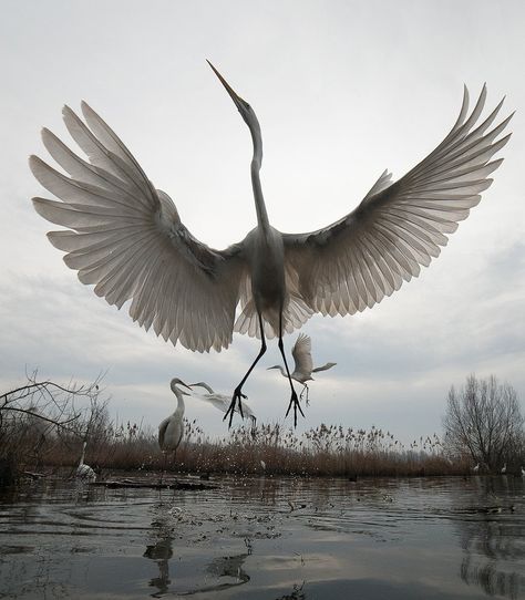 Great Egret, Animal Action, Grey Heron, White Birds, Exotic Birds, Pretty Birds, Bird Photo, Nature Photographs, Colorful Birds