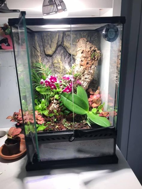 Orchid Mantis Enclosure, Praying Mantis Enclosure, Mantis Enclosure, Indoor Rabbit Cage, Terrarium Tank, Orchid Mantis, Indoor Rabbit, Rabbit Cage, Jumping Spider