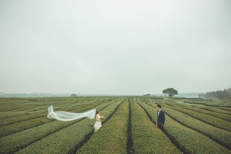 Korean Prewedding, Wedding Korean, Social Network Icons, Korea Wedding, Network Icon, Romantic Backdrop, Korean Wedding, Jeju Island, Beautiful Islands