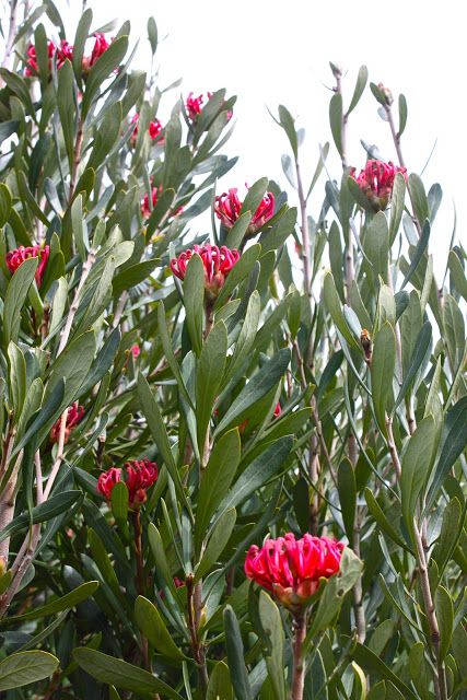 Swallows Nest Farm: Tasmanian Waratahs Waratah Flower, Water Wise Plants, Australian Trees, Australian Natives, Native Gardens, Australian Native Garden, Australian Wildflowers, Plant Study, Hillside Garden