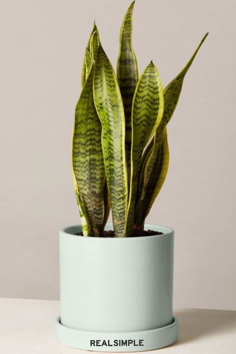 Move Over Fiddle Leaf Fig, These Will Be the Most Popular Houseplants of 2021 | "Because of how many people are pretty new to having and caring for houseplants, I really think 2021 is going to be a year where tried-and-true favorites trend—be it the snake plant, pothos, or ZZ plant," says Erin Marino, director of marketing at The Sill. #gardening #gardenideas #realsimple #houseplant #besthouseplant Mother In Law Tongue, Household Plants, Indoor Trees, Best Indoor Plants, Low Light Plants, Big Plants, Fiddle Leaf, Plant Health, Fiddle Leaf Fig