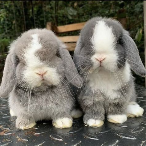 Funny Bunny Videos, Baby Buns, Bunny Room, Pet Bunny Rabbits, Rabbit Life, Cute Bunny Pictures, Cute Small Animals, Bunny Pictures