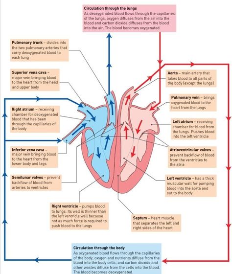 Function Of Heart Notes, Science Circulatory System Notes, Functions Of The Heart, Heart Parts And Functions, Human Circulatory System Notes, Heart Function Circulatory System, Heart Structure Diagram, Circulatory System Drawing, Circulatory System Notes