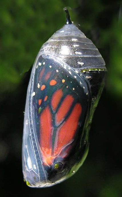 Monarch butterfly emerging Monarch Butterfly, A Butterfly, Caterpillar, Image Search, Butterflies