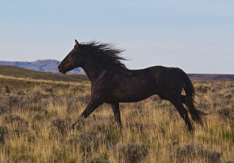 Mustang Horse Aesthetic, Black Horse Aesthetic, Black Mustang Horse, Dark Brown Horse, Black Mustang, Mustang Horse, Into The West, Horse Boarding, Horse Aesthetic