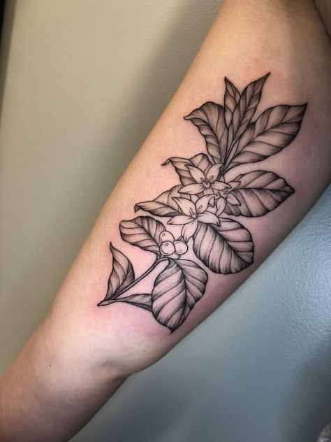 My first tattoo! Coffee plant by Drae at Luckys Boston MA #tattoos #tattoo #beauty Coffee Cherry Tattoo, Coffee Bean Plant Tattoo, Coffee Branch Tattoo, Coffee Flower Tattoo, Coffee Plant Tattoo, Coffee Tattoo Ideas, Olive Tattoo, Coffee Plants, Coffee Tattoo