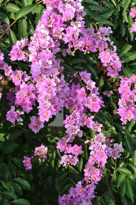 Lagerstroemia Speciosa, Plants Growing, Vietnam, My Saves, Purple, Plants, Flowers, Photography