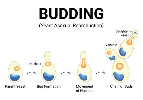 Budding Yeast Asexual Reproduction Science Design Illustration Diagram Asexual Reproduction In Plants, Asexual Reproduction, Science Design, Logo Banners, Cityscape Photos, Nature Backgrounds, Heart With Arrow, Photo Template, Background Banner