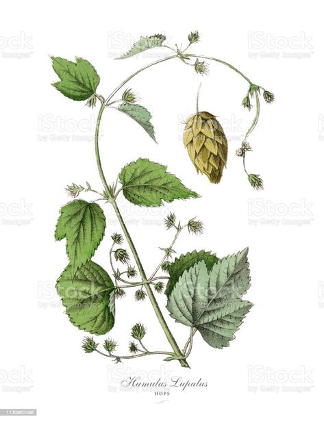 Hops Plant, Victorian Botanical, Humulus Lupulus, Plant Vector, Free Vector Art, Illustration Vector, Botanical Illustration, Very Rare, Plant Leaves