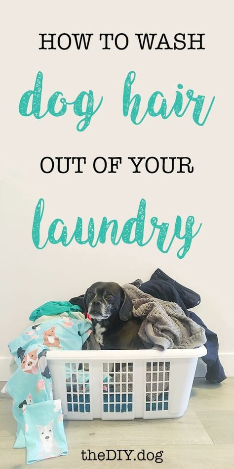 How to Wash Dog Hair Out Of Clothes and Blankets Get Dog Smell Out Of Blankets, Dog Hair Cleaning, Dogs House, Dog Hair Removal, Hair Cleaning, Dog Blankets, Dog Smells, Cheap Dogs, Pet Hair Removal