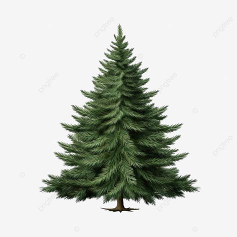 christmas tree realistic green fir branches merry christmas illustration christmas illustration pn Merry Christmas Illustration, Christmas Tree Logo, Christmas Tree Illustration, Christmas Tree Drawing, Illustration Christmas, Christmas Tree Png, Christmas Tree Art, Transparent Image, Tree Illustration