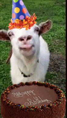 Happy Birthday GIFs | Tenor Happy Birthday Meme Gif, Happy Birthday Goat, Gif Happy Birthday, Funny Happy Birthday Gif, Birthday Animated Gif, Animated Happy Birthday Wishes, Birthday Ecards Funny, Happy Birthday Animals, Cake Gif