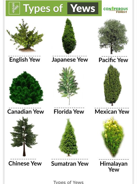 Yew Shrub, Animals And Humans, Yew Tree, Tree Pictures, Tree Identification, Conifer Trees, Plant Identification, Ornamental Trees, Ornamental Plants