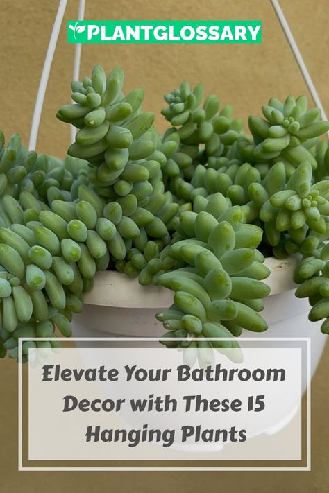 Hanging Bathroom Plants, Fern In Bathroom, Plants In Bathrooms, Bathroom Plants No Sunlight, Best Hanging Plants, Plants For Bathroom, Chenille Plant, Philodendron Scandens, Lipstick Plant