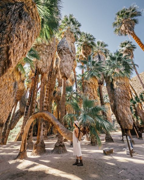 Palm Canyon Trail in Indian Canyon, in Palm Springs. #palmsprings #california #hiking Palm Springs Hiking, Weekend In Palm Springs, Joshua Tree Park, Palm Springs Hotels, Palm Springs Bachelorette, Southwest Usa, Mountain Backdrop, Joshua Tree California, Palm Spring