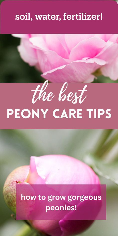 pink peony flowers Caring For Peonies, Peony Fertilizer, Peony Care Tips, Soil Fertilizer, Full Sun Flowers, Peony Care, Planting Peonies, Growing Peonies, Grow Gorgeous